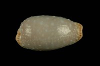 藏品(雞皮寶螺)的圖片